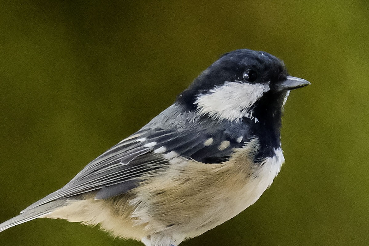 Coal Tit - ML622996485