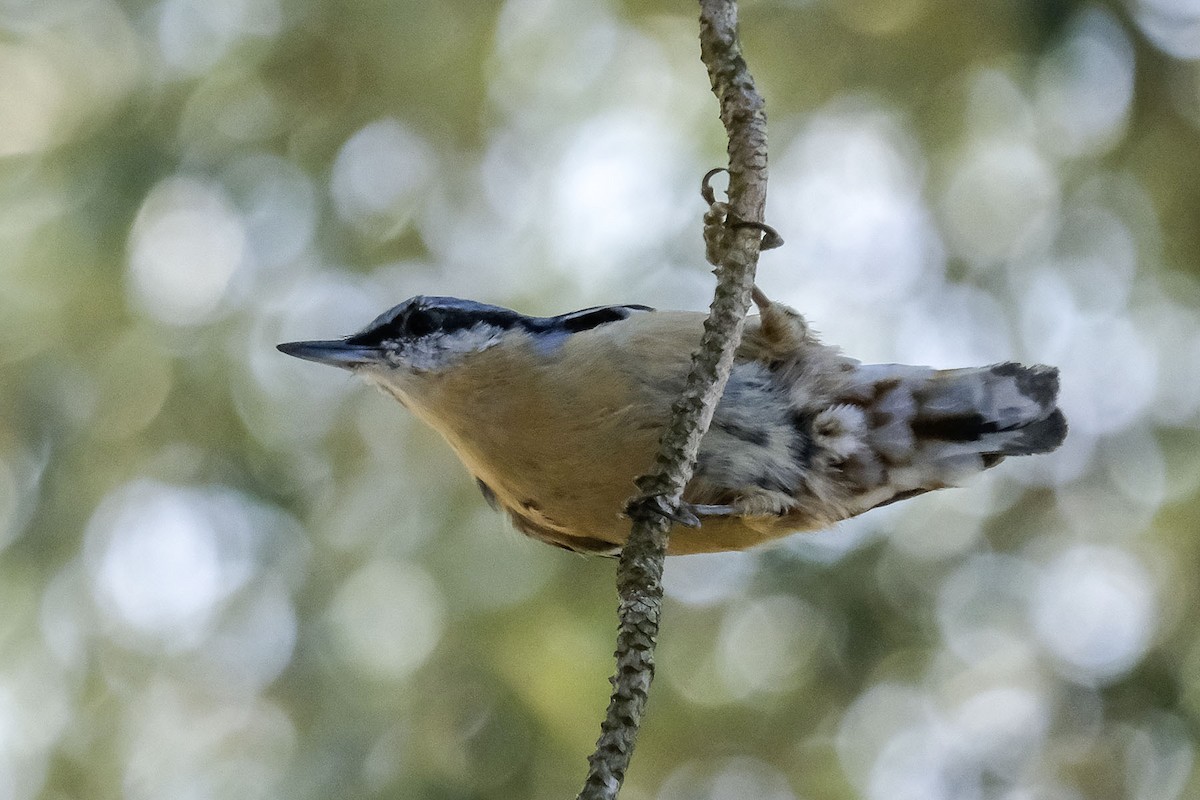 Eurasian Nuthatch - ML622996489