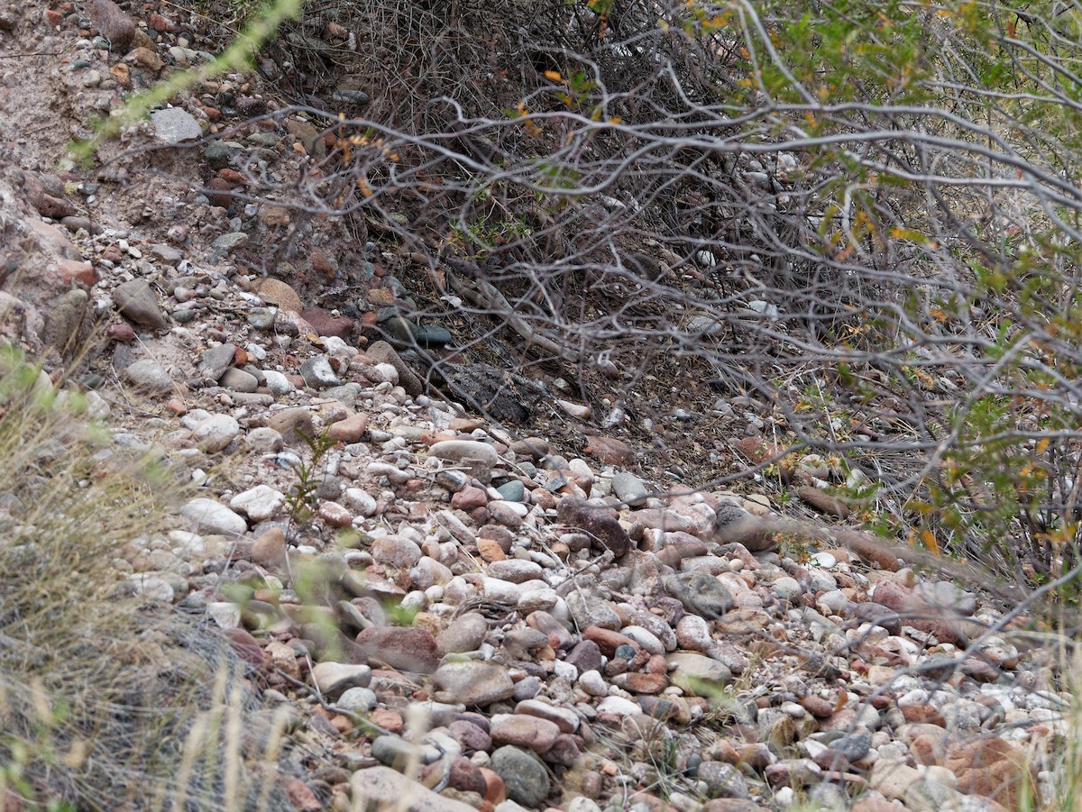 Band-winged Nightjar - ML622996584