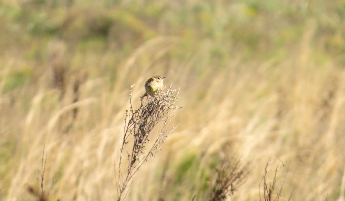 Hellmayr's Pipit - Gustavo  Centomo