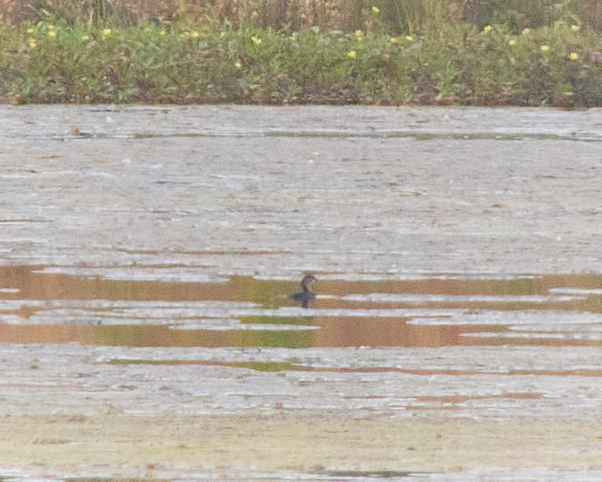 Pied-billed Grebe - ML622996594