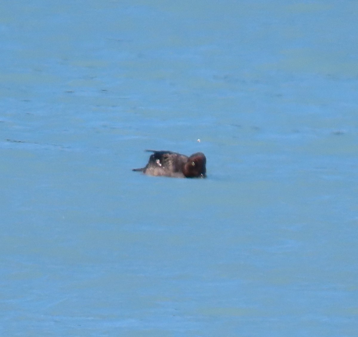 Алаг шунгаач - ML622996614