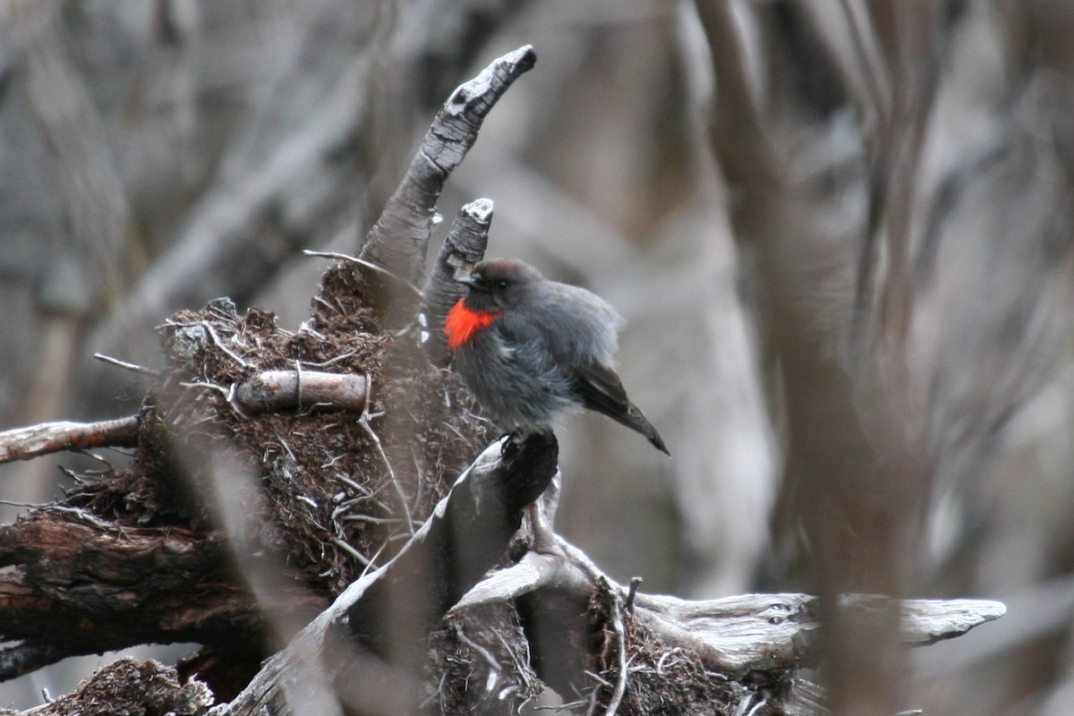 Snow Mountain Robin - ML622996664