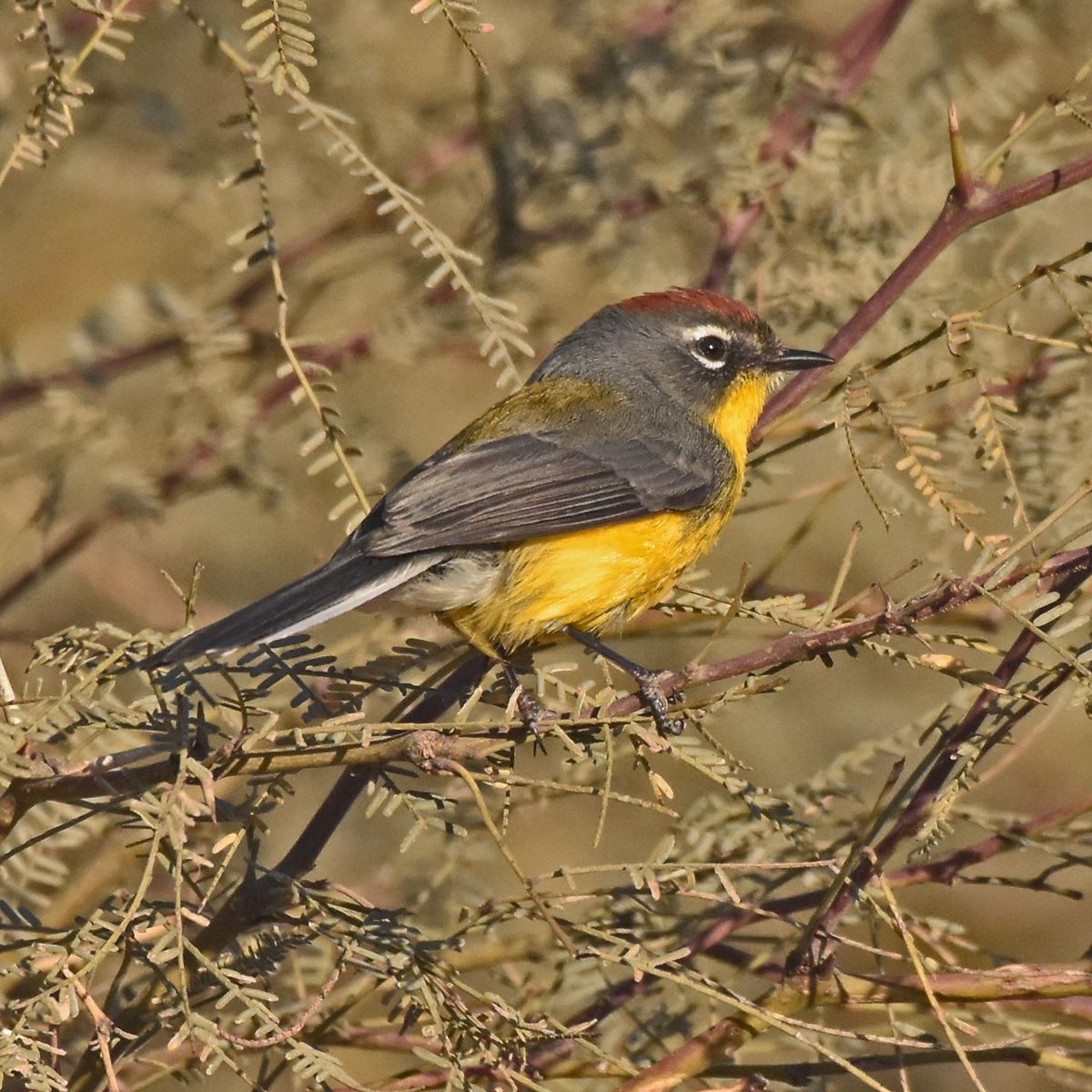 Brown-capped Redstart - Carlos De Biagi