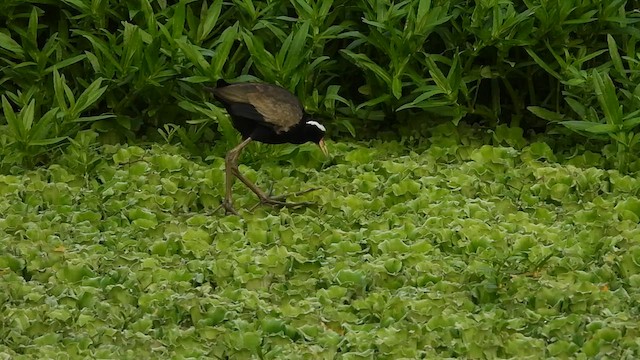 Bronze-winged Jacana - ML622996695