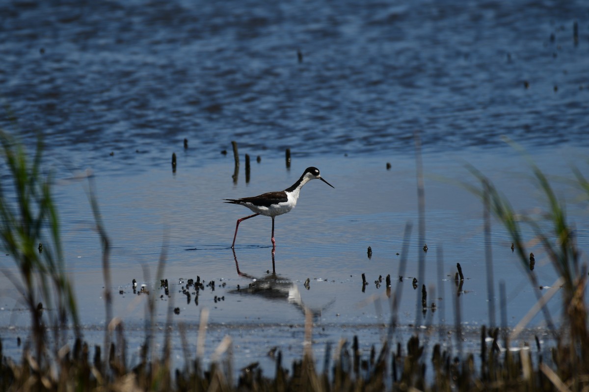 Black-necked Stilt - ML622996724