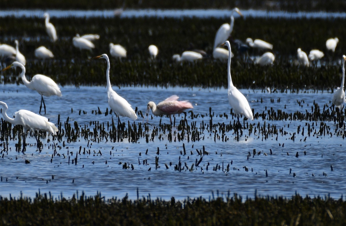 Roseate Spoonbill - ML622996785