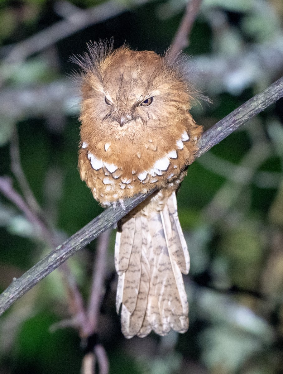 Hodgson's Frogmouth - Jagdish Jatiya