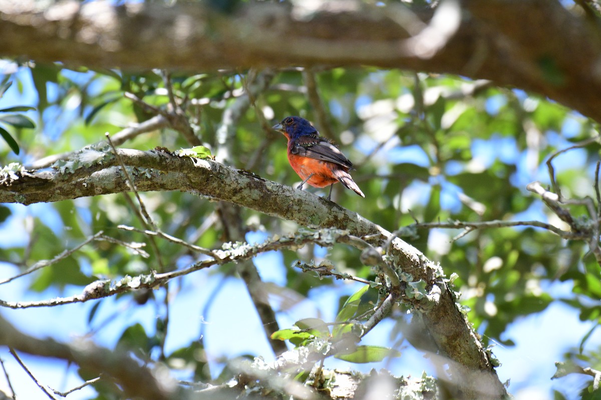 Painted Bunting - ML622996838