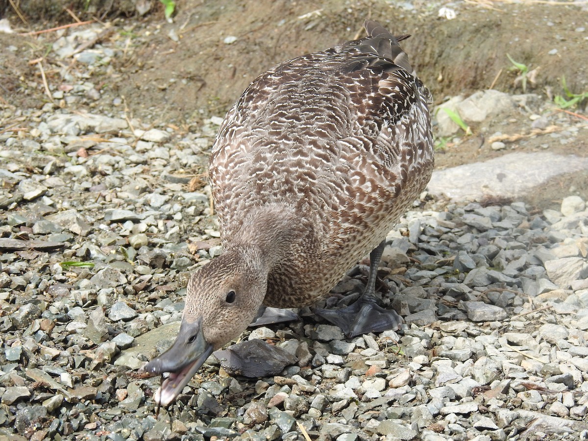 Canard pilet - ML622996855