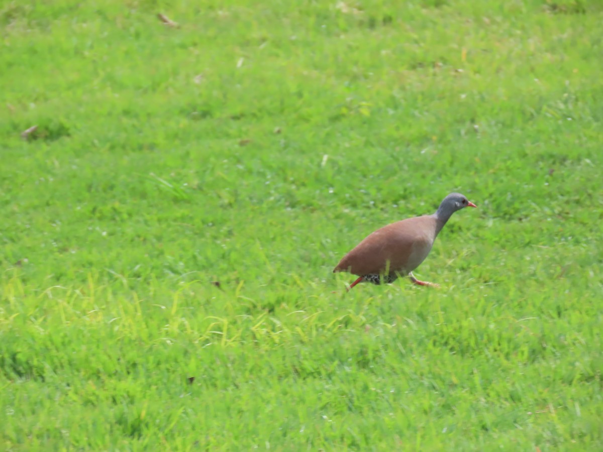 Small-billed Tinamou - Katherine Holland