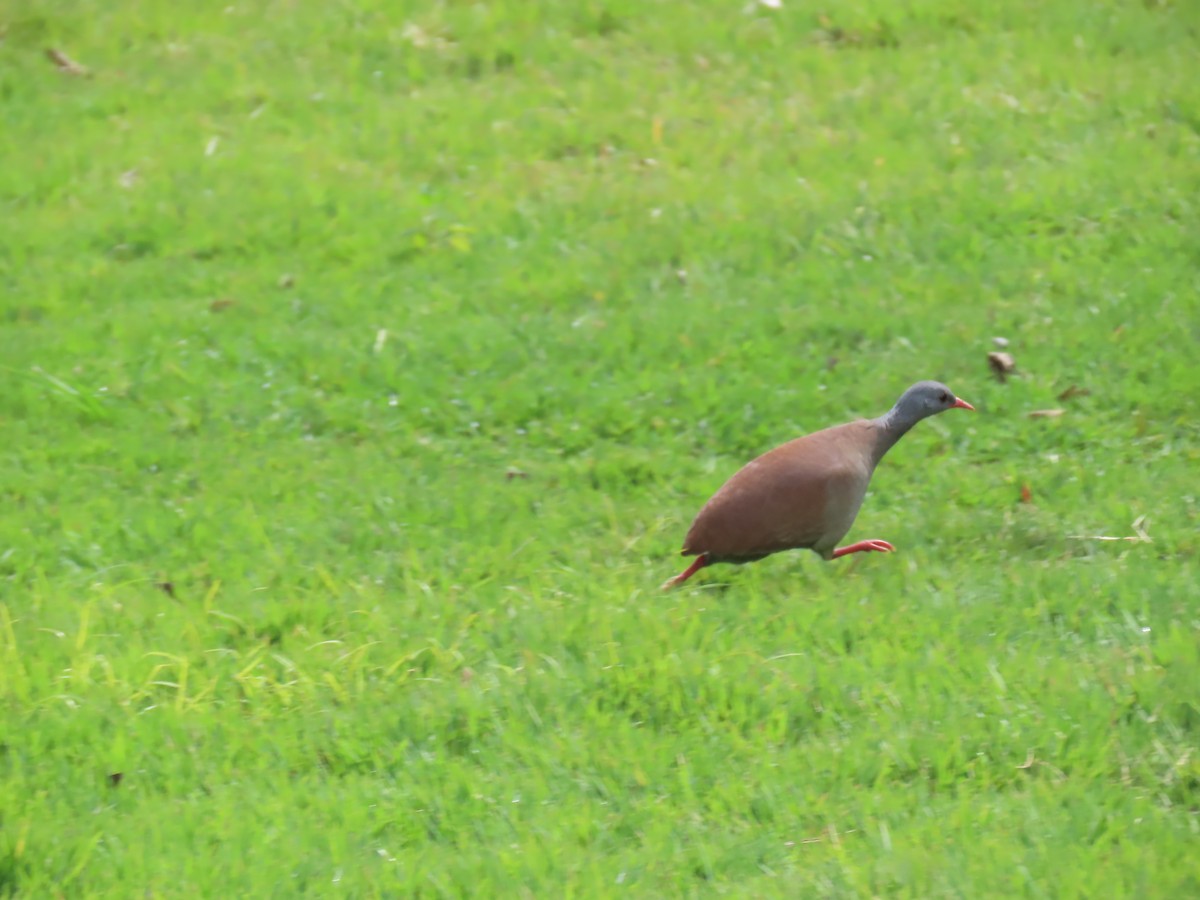 Small-billed Tinamou - Katherine Holland