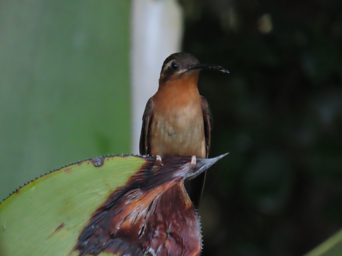 Hook-billed Hermit - ML622996988