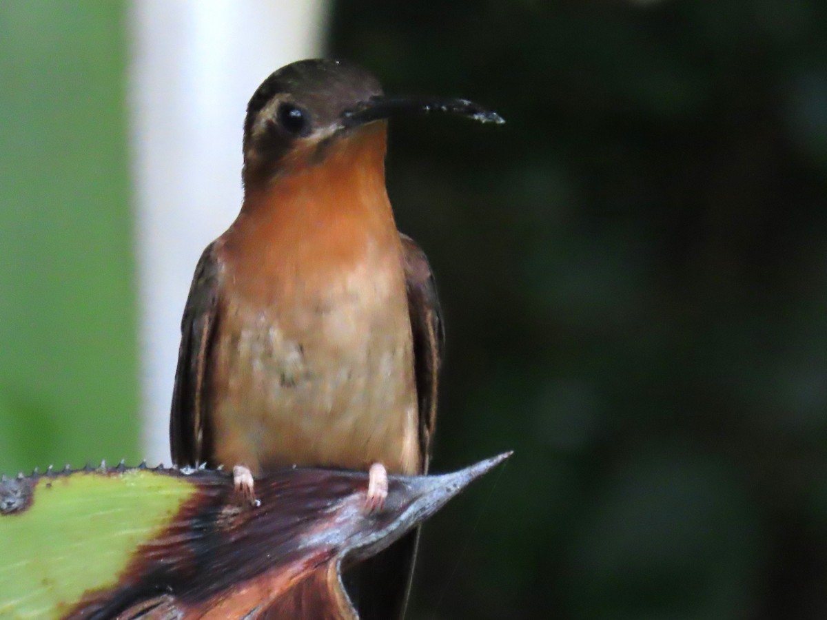 Hook-billed Hermit - ML622996991