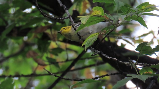 Hermit Warbler - ML622997125