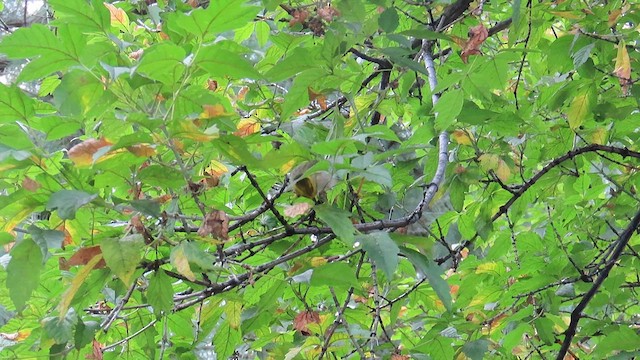 Hermit Warbler - ML622997129