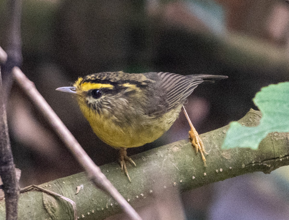 Yellow-throated Fulvetta - ML622997141