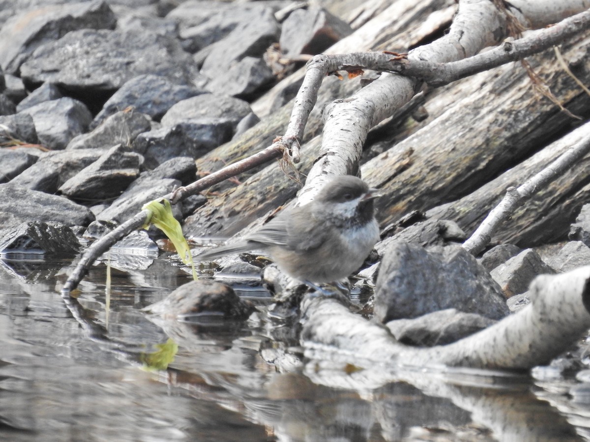 Boreal Chickadee - ML622997158