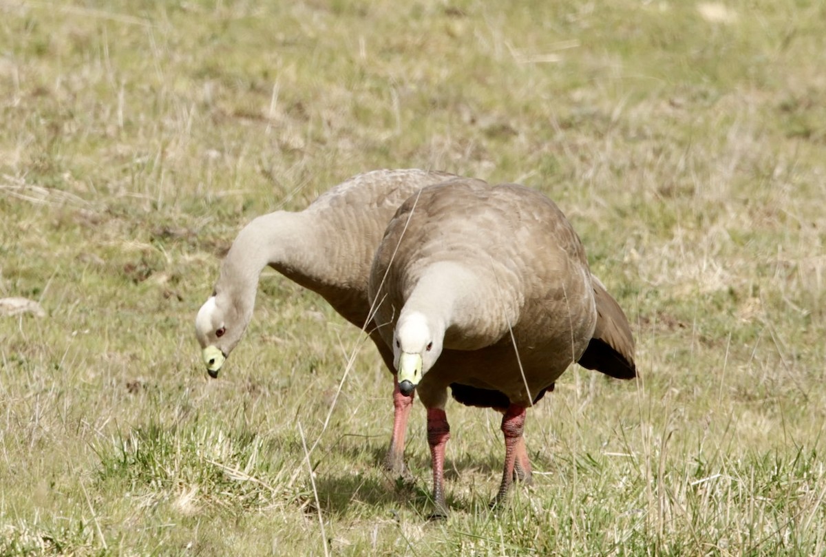 Cape Barren Goose - ML622997232