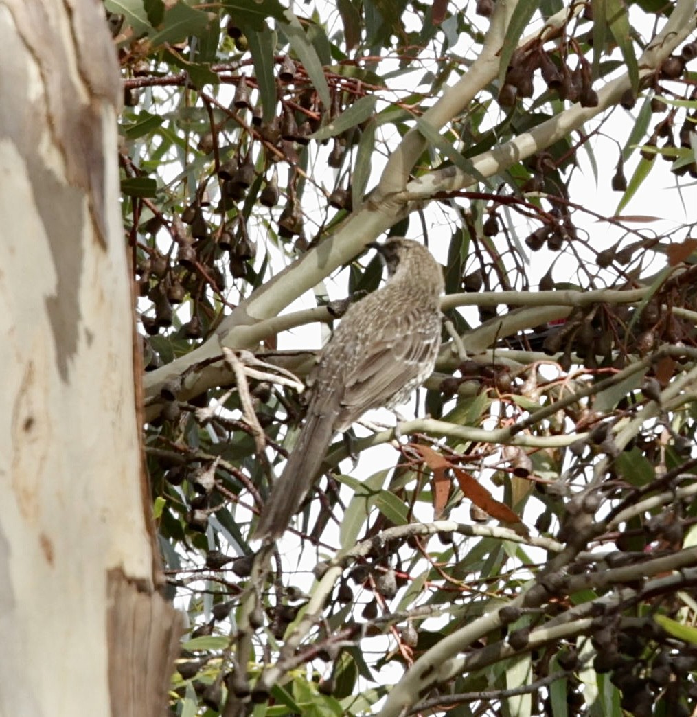 Little Wattlebird - ML622997235