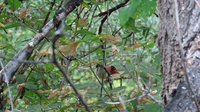 Red-faced Warbler - ML622997247