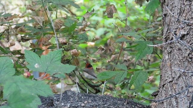 Red-faced Warbler - ML622997248