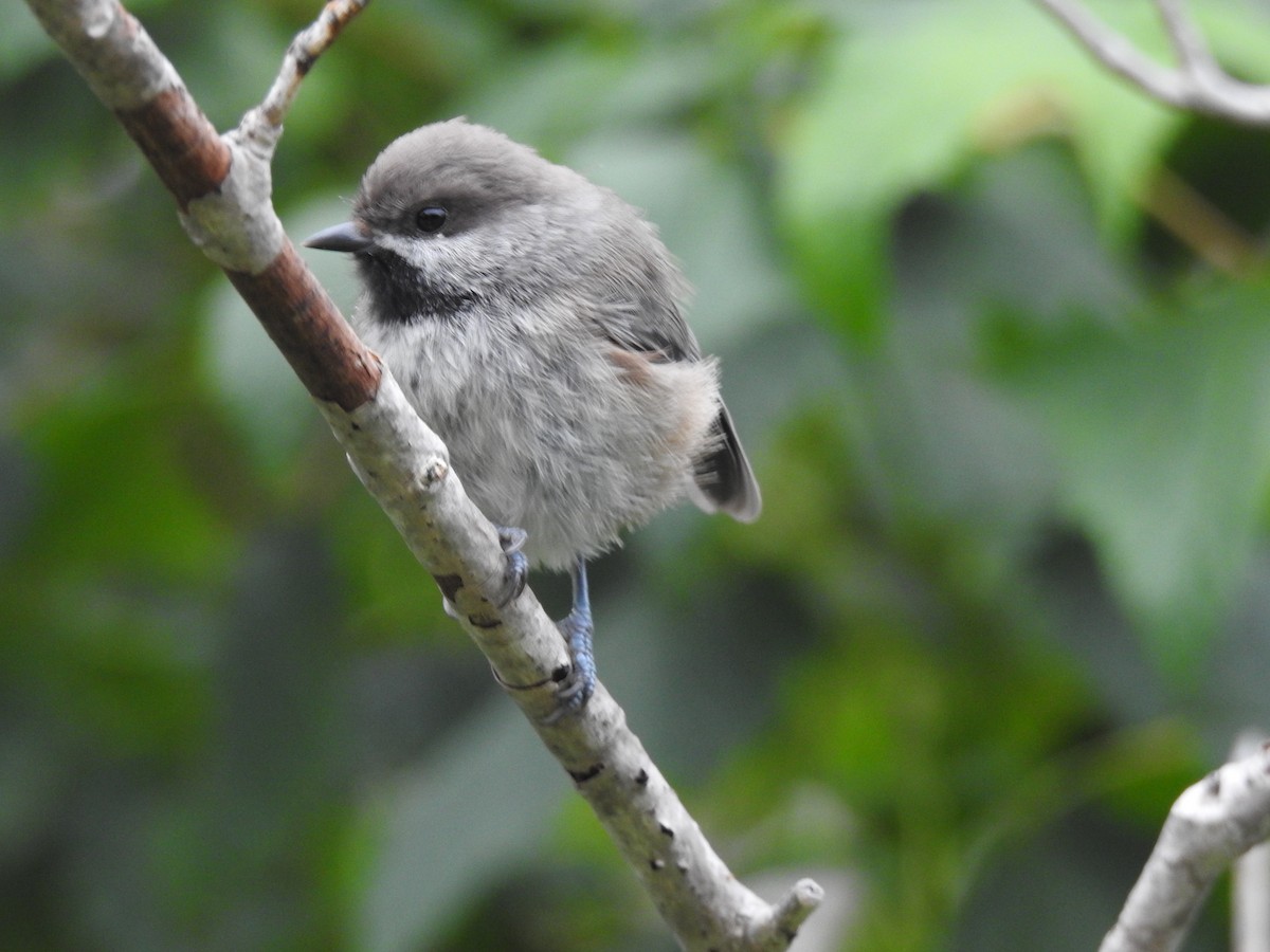 Boreal Chickadee - ML622997266