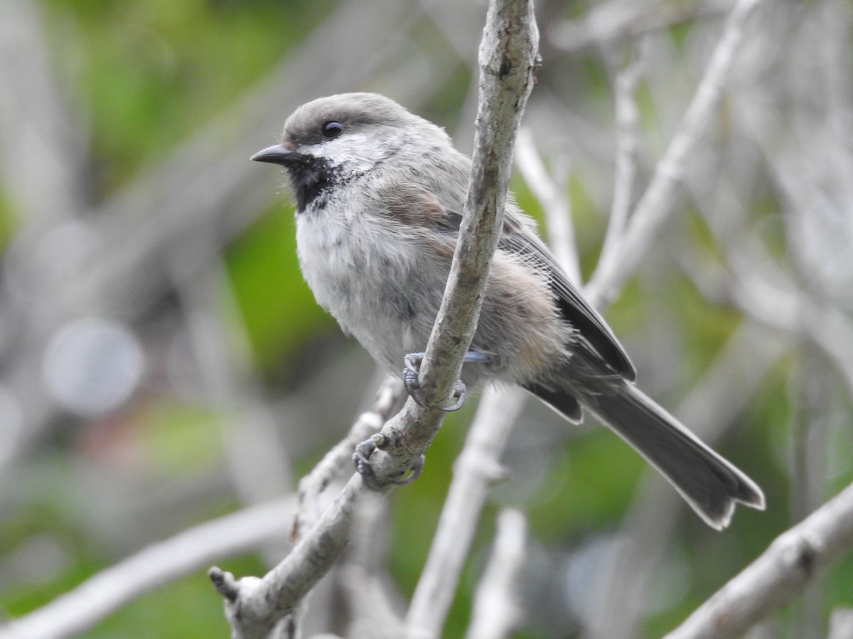 Boreal Chickadee - ML622997267