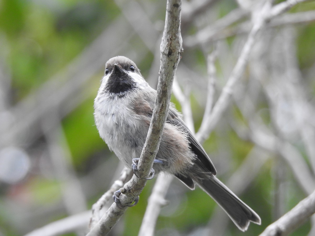 Boreal Chickadee - ML622997268