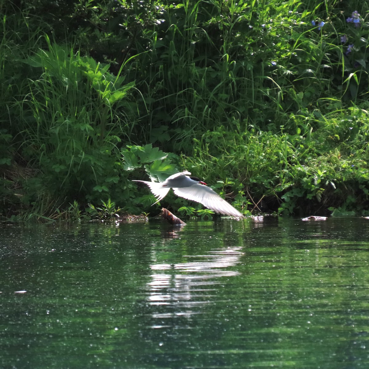 Arctic Tern - ML622997303
