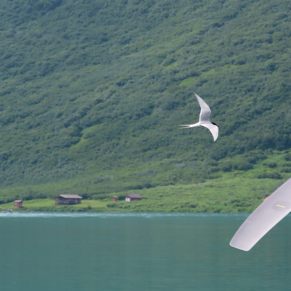 Arctic Tern - ML622997311