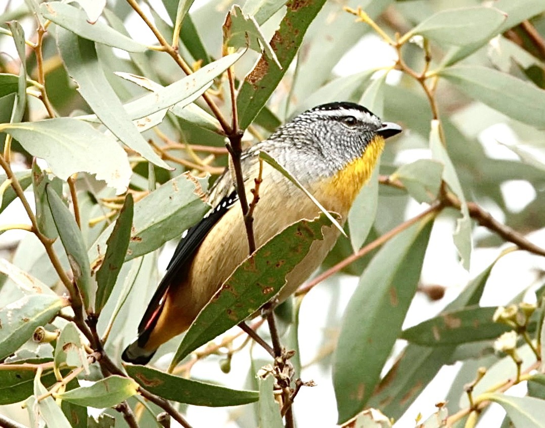 Spotted Pardalote - ML622997373