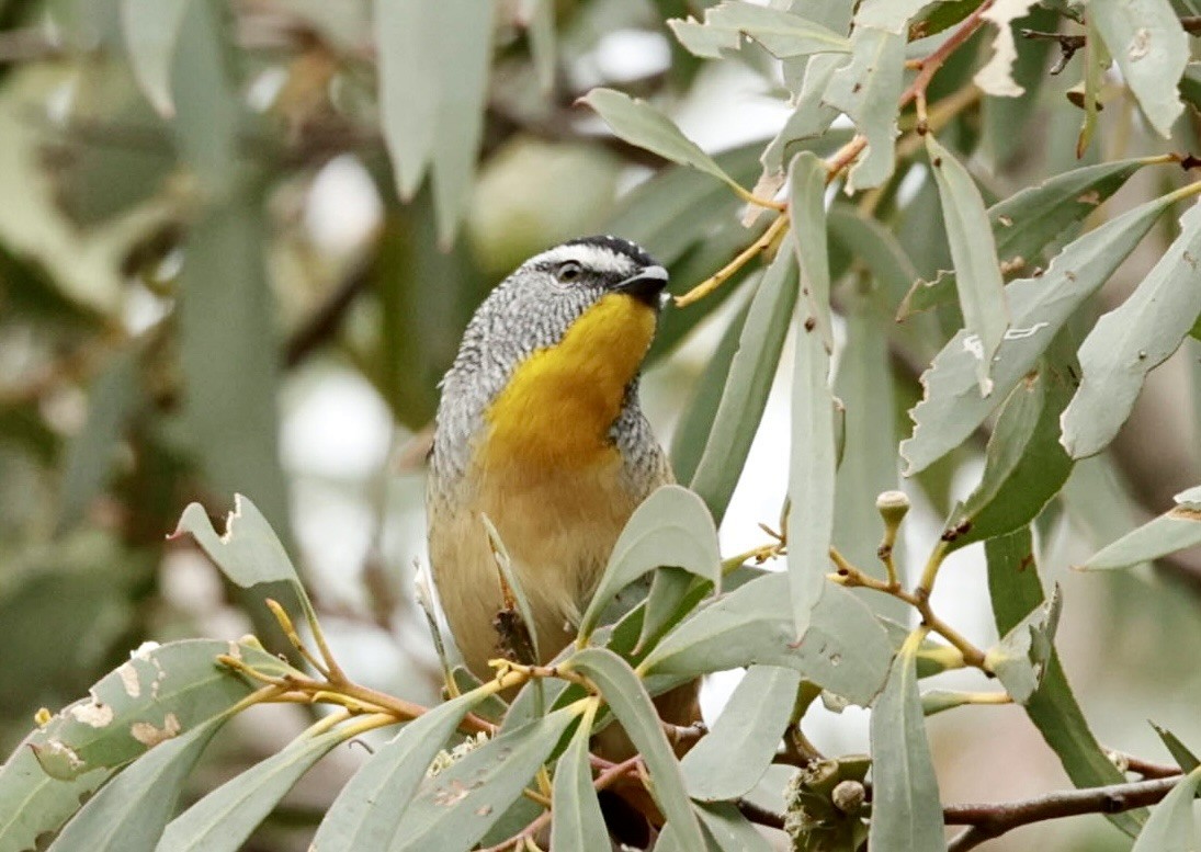 Spotted Pardalote - ML622997389