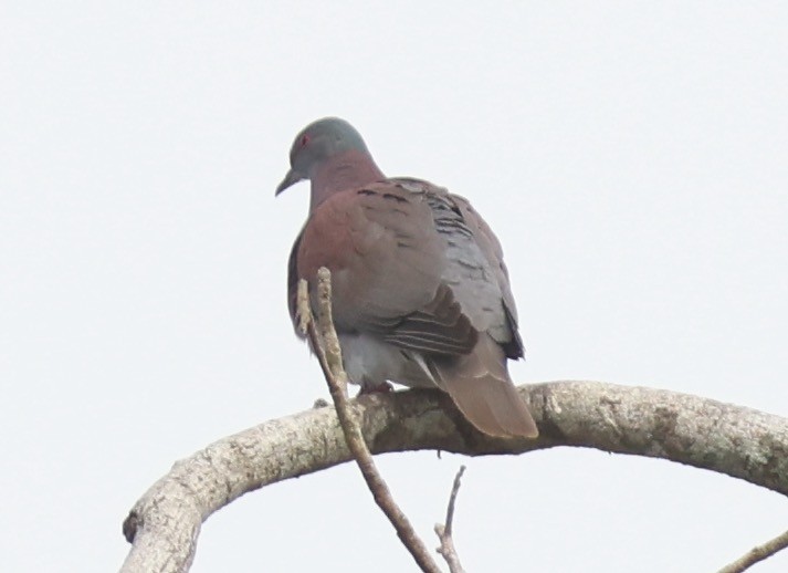 Pale-vented Pigeon - ML622997407