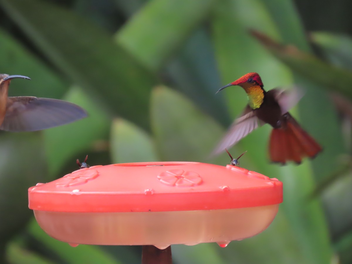 Ruby-topaz Hummingbird - Katherine Holland