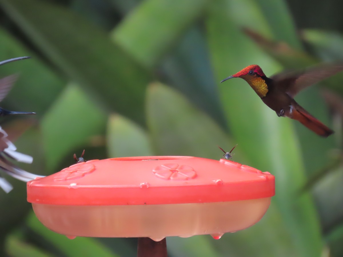 Ruby-topaz Hummingbird - Katherine Holland