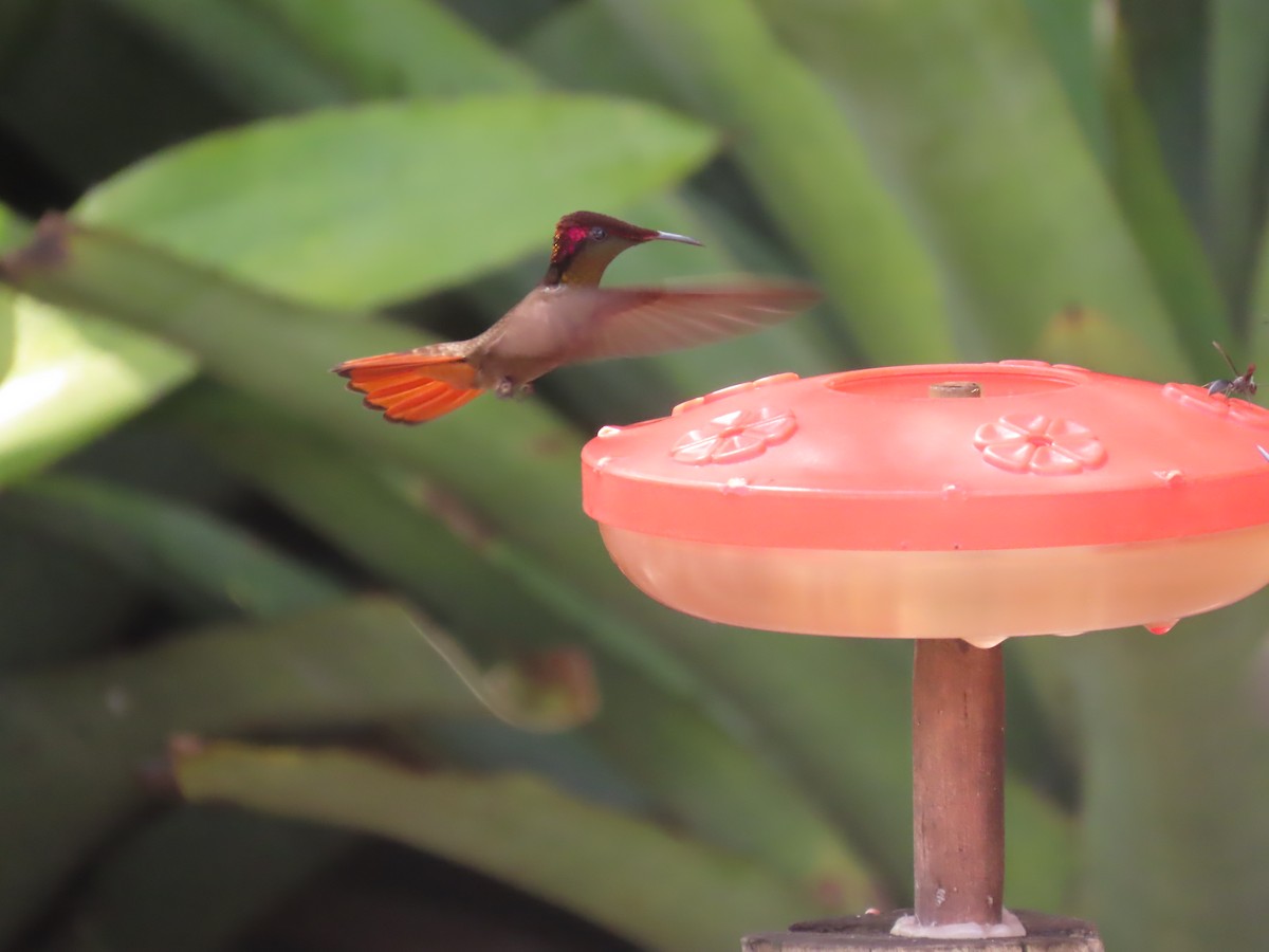 Ruby-topaz Hummingbird - ML622997429