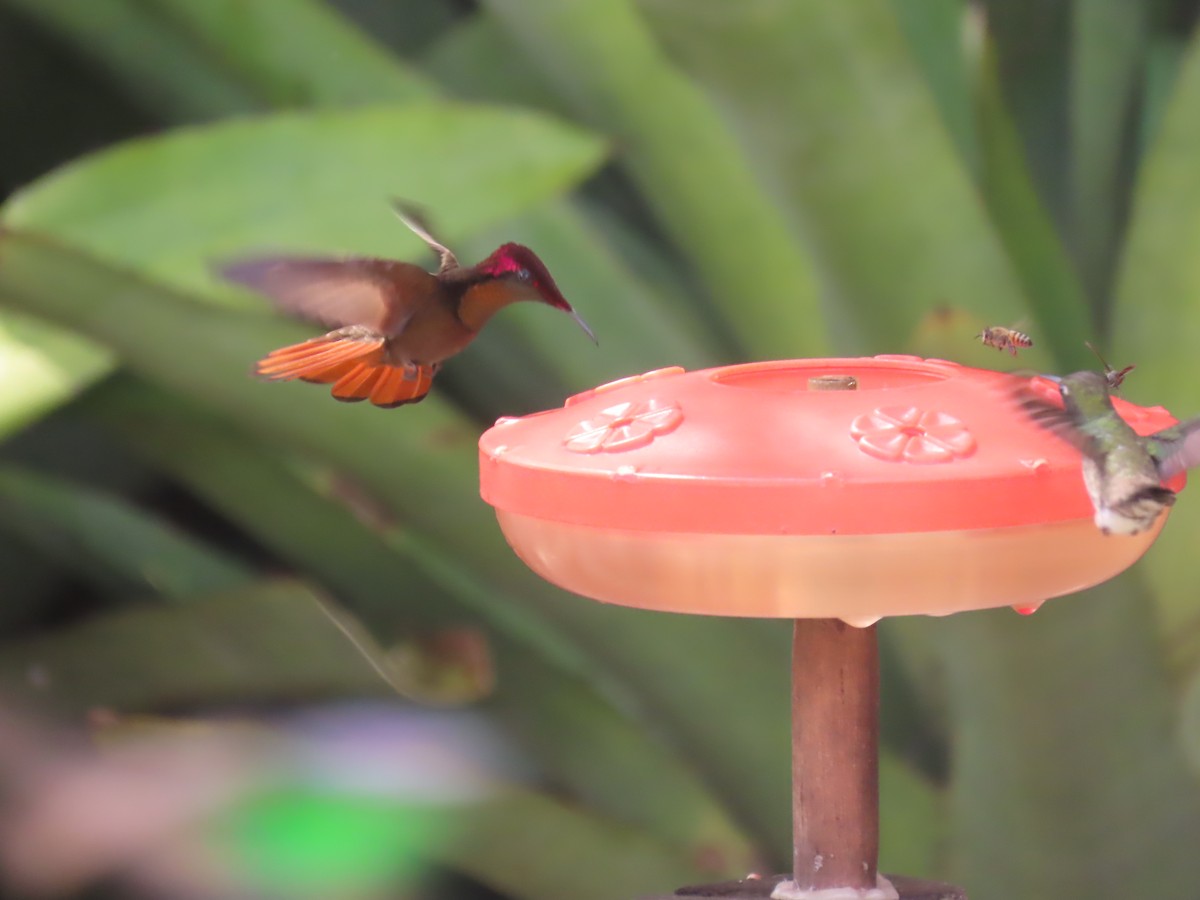 Ruby-topaz Hummingbird - ML622997431