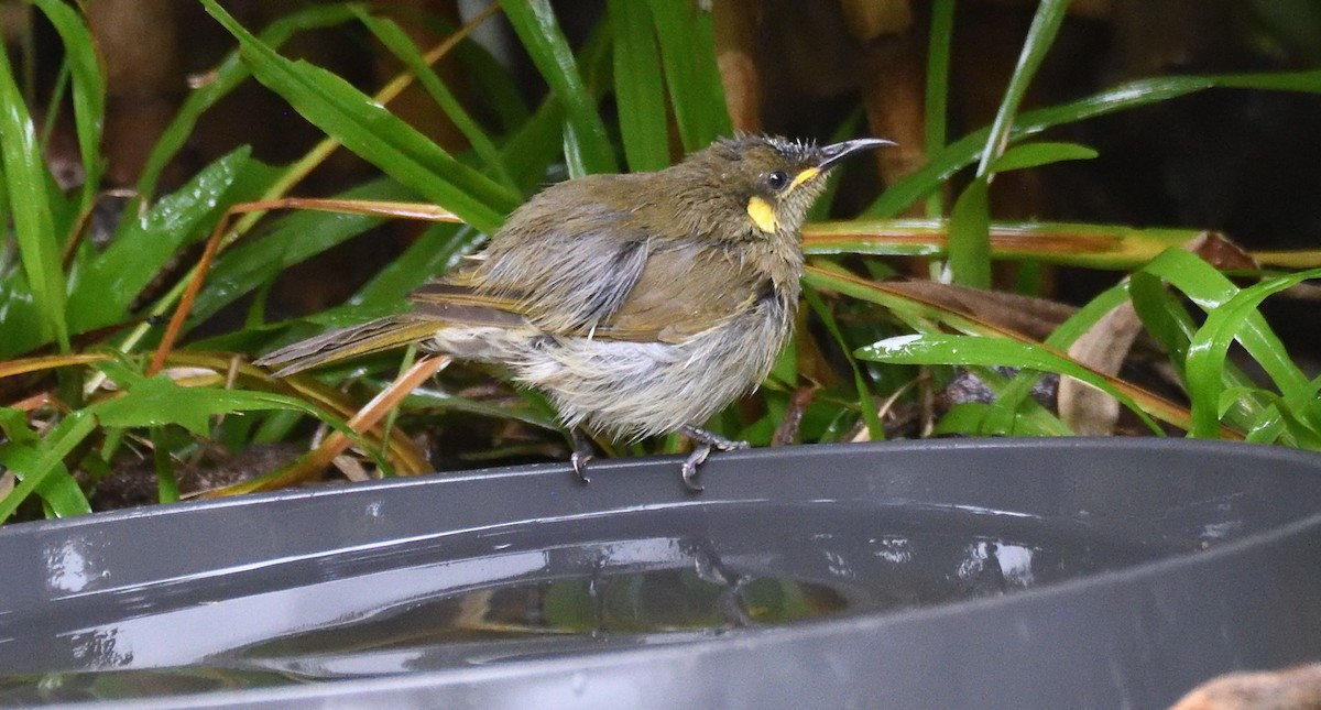 Yellow-spotted Honeyeater - ML622997433