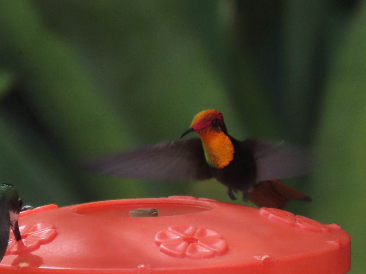 Ruby-topaz Hummingbird - ML622997441