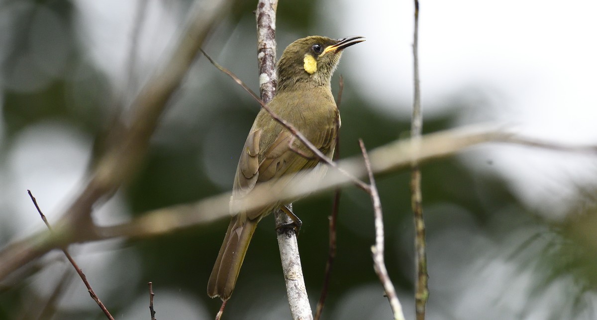 Yellow-spotted Honeyeater - ML622997443