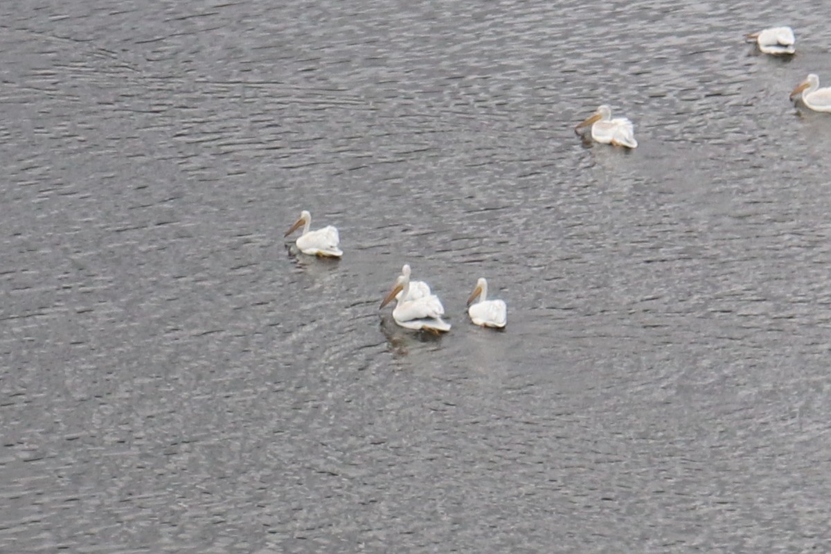 American White Pelican - ML622997498