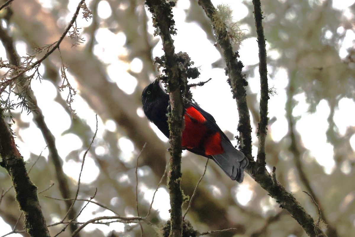 Red-bellied Grackle - ML622997607