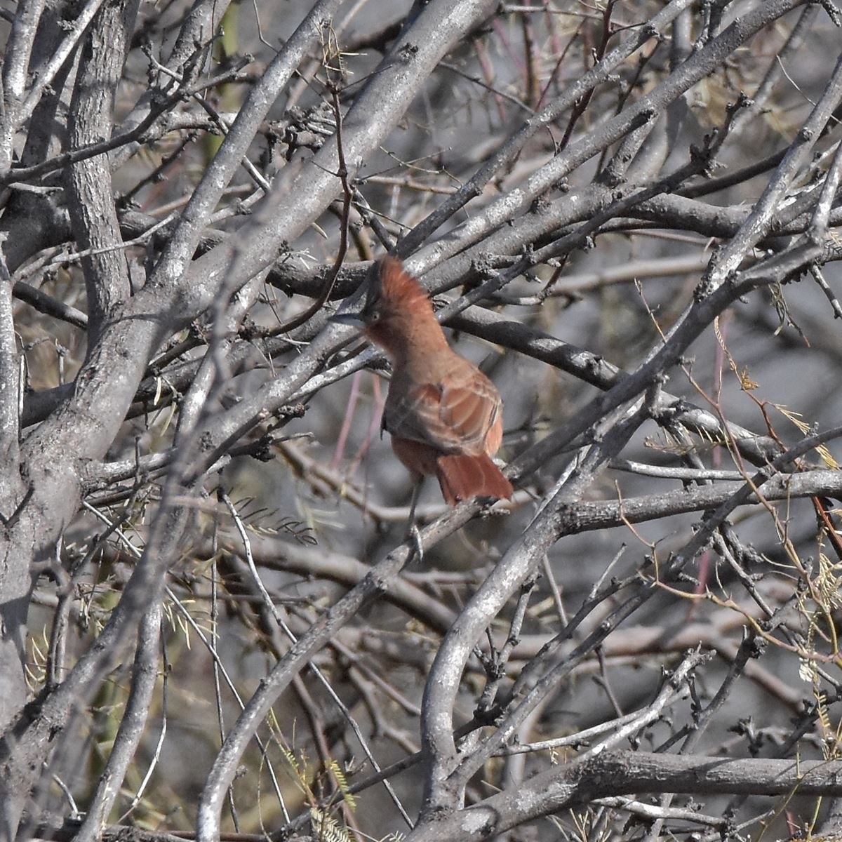 Brown Cacholote - ML622997648