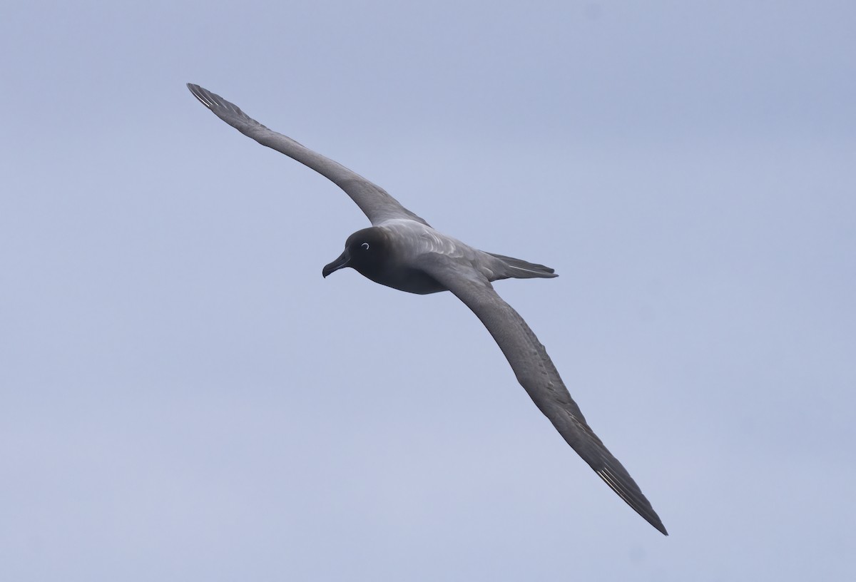 Light-mantled Albatross - ML622997689