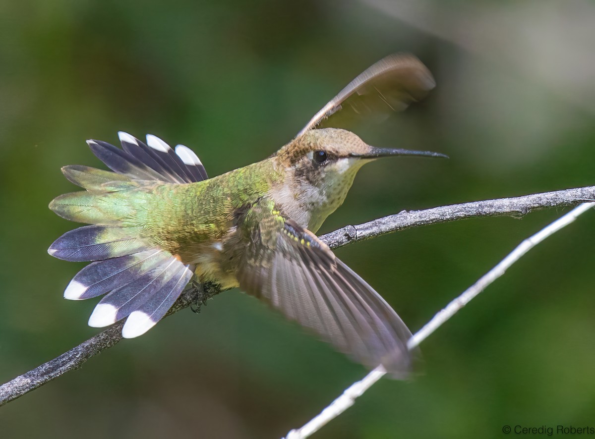 Rufous Hummingbird - ML622997704