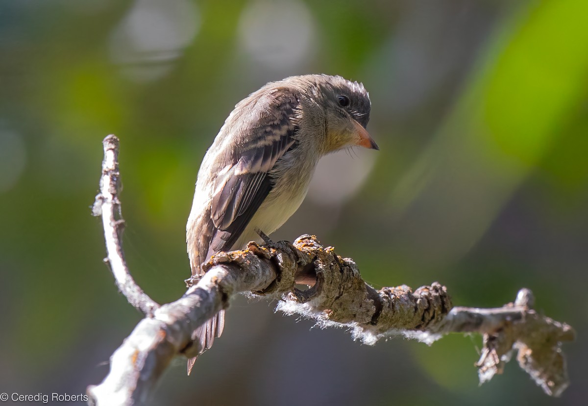 Western Wood-Pewee - ML622997708