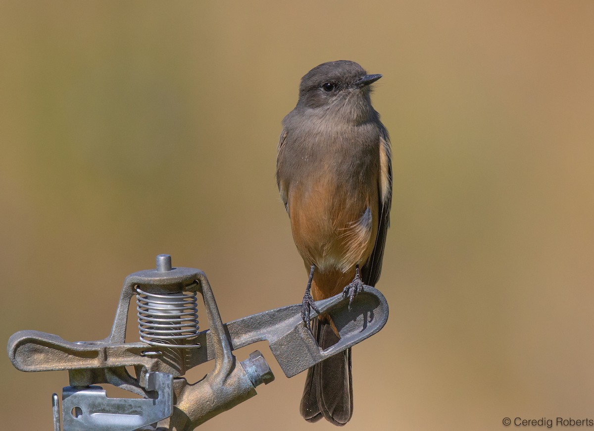 Say's Phoebe - ML622997712