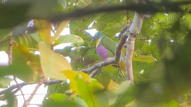 Geelvink Fruit-Dove - ML622997716