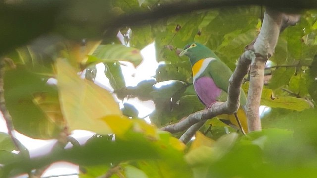 Geelvink Fruit-Dove - ML622997717